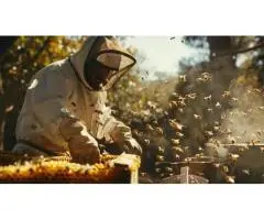 Affordable Bee Control Services in Brisbane