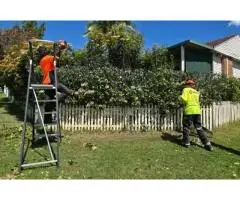 Tree Removal Baulkham Hills