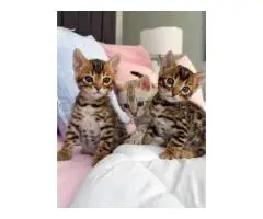 Bengal kittens