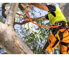 Expert Tree Removal Strathalbyn - Safe, Precise & Efficient