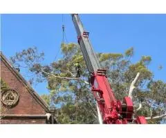 Tree Removal Roseville