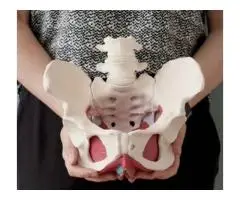 Pelvic Floor Physiotherapy Oakville