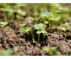 Organic Vegetable Fertiliser for Healthier Garden Beds