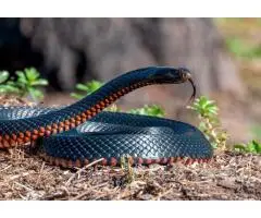Snake Catcher in West Erskine Park