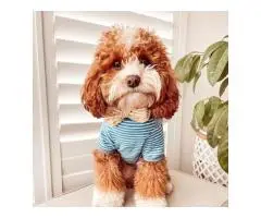 F2 Cavoodle Puppies – 2 Males &2 Females