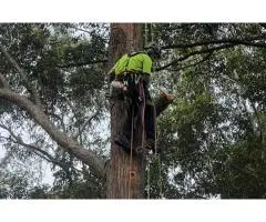 Tree Removal Mulgrave